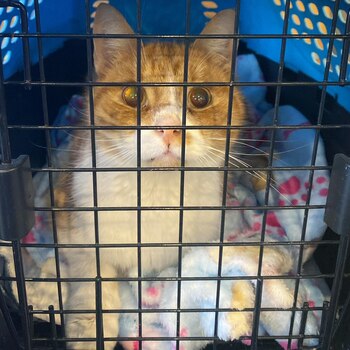 Los rescatistas de Oskar contactaron