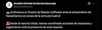 Barrancabermeja convocó un Puesto de Mando Unificado tras nuevos avistamientos de hipopótamos en distintos puntos del municipio - crédito @alcaldiabarranc / X
