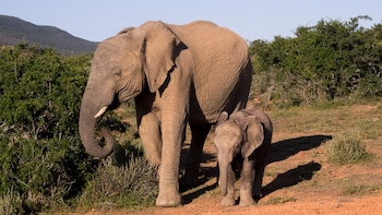 El parque conservacionista de especies