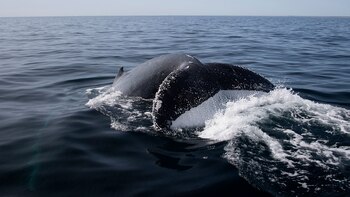 Una cola de ballena Jorobada que nos visitó durante el verano de 2020.
Especie: Ballena Jorobada o Yubarta (Megaptera novaeangliae)