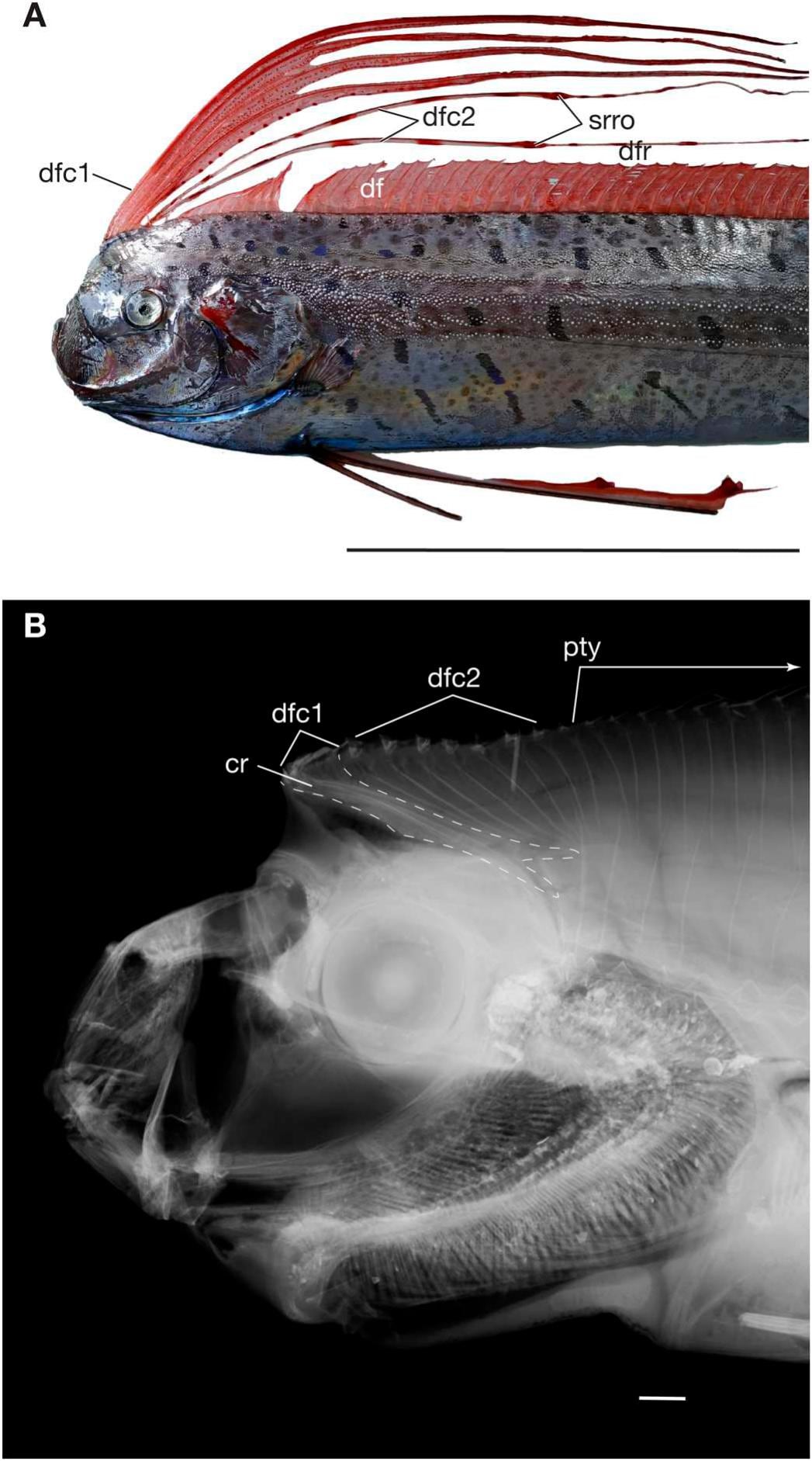 Un equipo de Cornell University descubrió que el pez remo puede desplazarse hacia adelante y hacia atrás sin doblar su cuerpo (Gentileza, estudio: Sistema musculoesquelético de la aleta dorsal de los peces remo (Regalecidae): los radios de las aletas como elementos rotatorios en un sistema ondulatorio, publicado en Ichthyology & Herpetology)