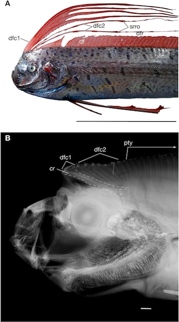 Fotografía superior de un pez de aletas rojas y radiografía inferior de su cráneo con etiquetas alfabéticas de referencia