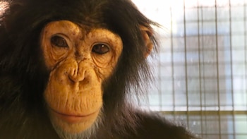 Giggi, un chimpancé de menos de cuatro años, fue recientemente rescatado de una vivienda particular de Sicilia, donde permanecía como animal de compañía de forma ilegal. (Fundación AAP)