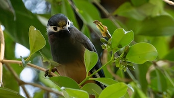 Descubren cómo una flor asiática