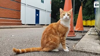 Los gatos son animales muy independientes que a la vez adoran estar con nosotros (Europa Press)