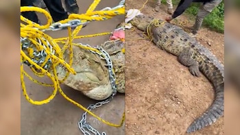 Pobladores capturaron un enorme cocodrilo