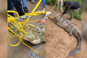 El cocodrilo finalmente quedó bajo