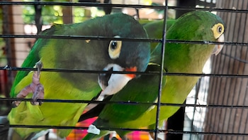 Profepa resguarda a cuatro pericos