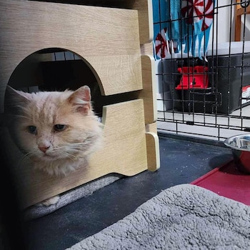 El felino pasando el rato