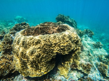 El país refuerza la conservación de ecosistemas estratégicos, como arrecifes coralinos y pastos marinos.(MiAmbiente)