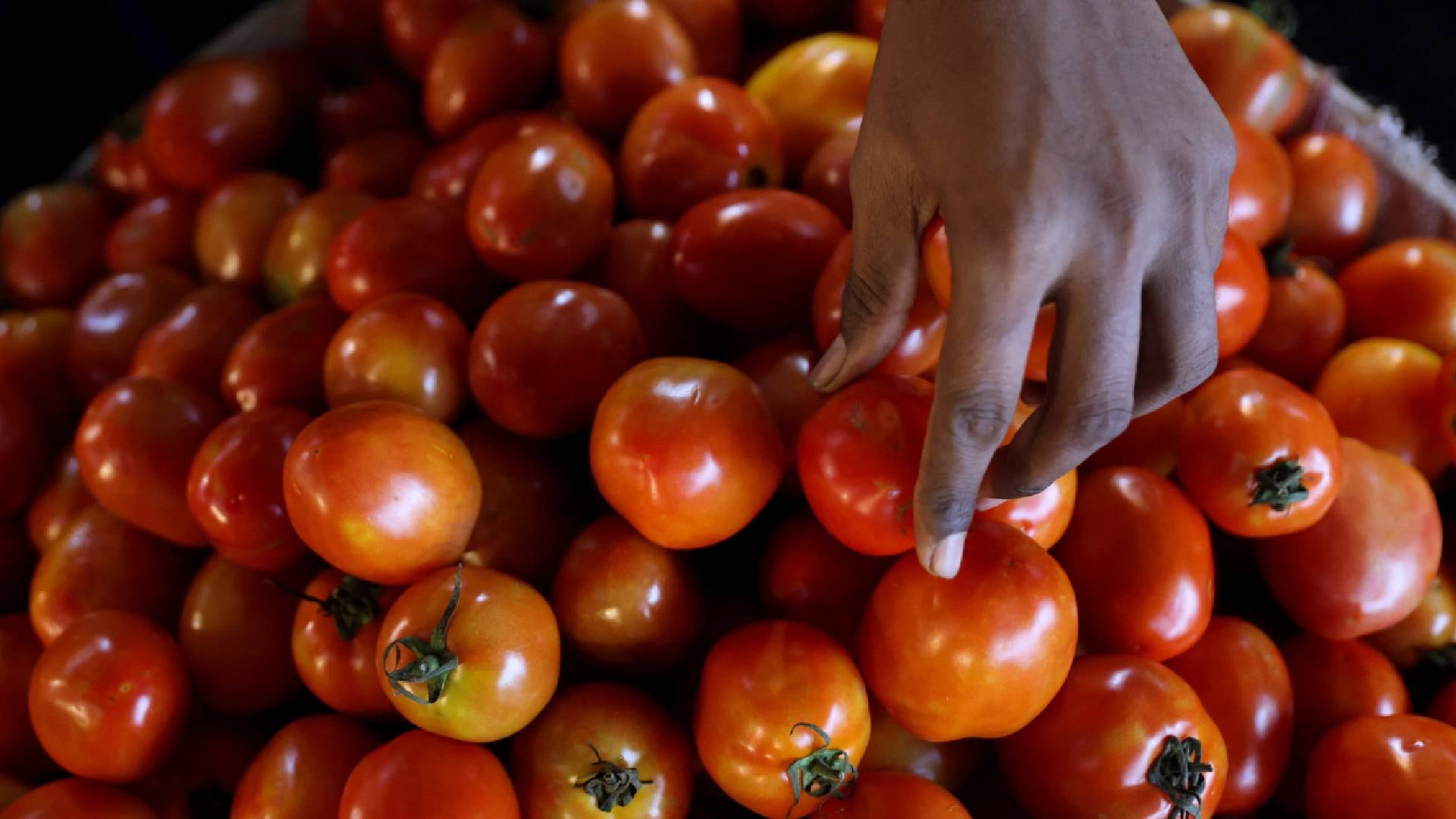 El precio de los tomates aumentó un 40% en el último año, posicionándose como el producto básico con mayor alza en Estados Unidos (Reuters)