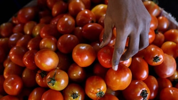 Vista de cerca de una mano tocando un tomate Roma en una gran pila de tomates maduros y semi-maduros, mostrando varios tonos de rojo y naranja