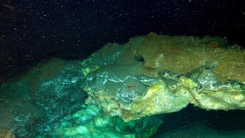 Hallan un sorprendente ecosistema de