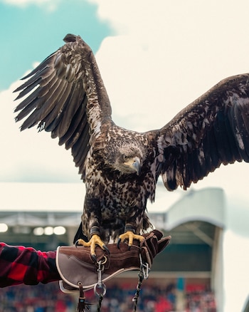 Un águila con las alas abiertas sobre el guante de cuero que sostiene una persona vestida con camisa a cuadros rojos y negros