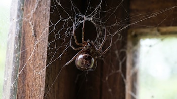 Primer plano de una araña Falsa viuda marrón oscuro con abdomen brillante, patas finas, en una telaraña blanca entre madera. Fondo borroso.