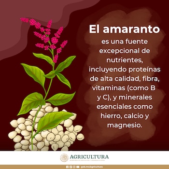 Ilustración de la planta de amaranto con flores rosadas y semillas blancas. Texto sobre las propiedades nutricionales y logotipo oficial