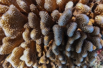 Los arrecifes de coral podrían