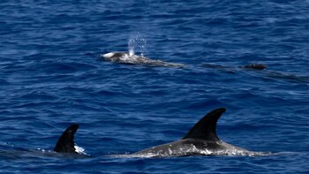 Aquí se observan los delfines