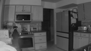 La mascota fue captada por