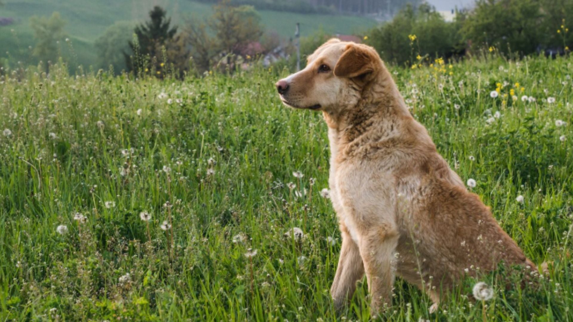 Los especialistas recomiendan la “regla de los 5 segundos” para evitar quemaduras en las patas: si el dueño no puede mantener el dorso de la mano sobre el pavimento durante cinco segundos, el perro tampoco debe caminar sobre esa superficie - Créditos: Freepik.