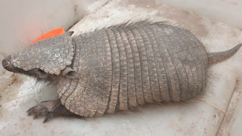 Tres de los armadillos estudiados