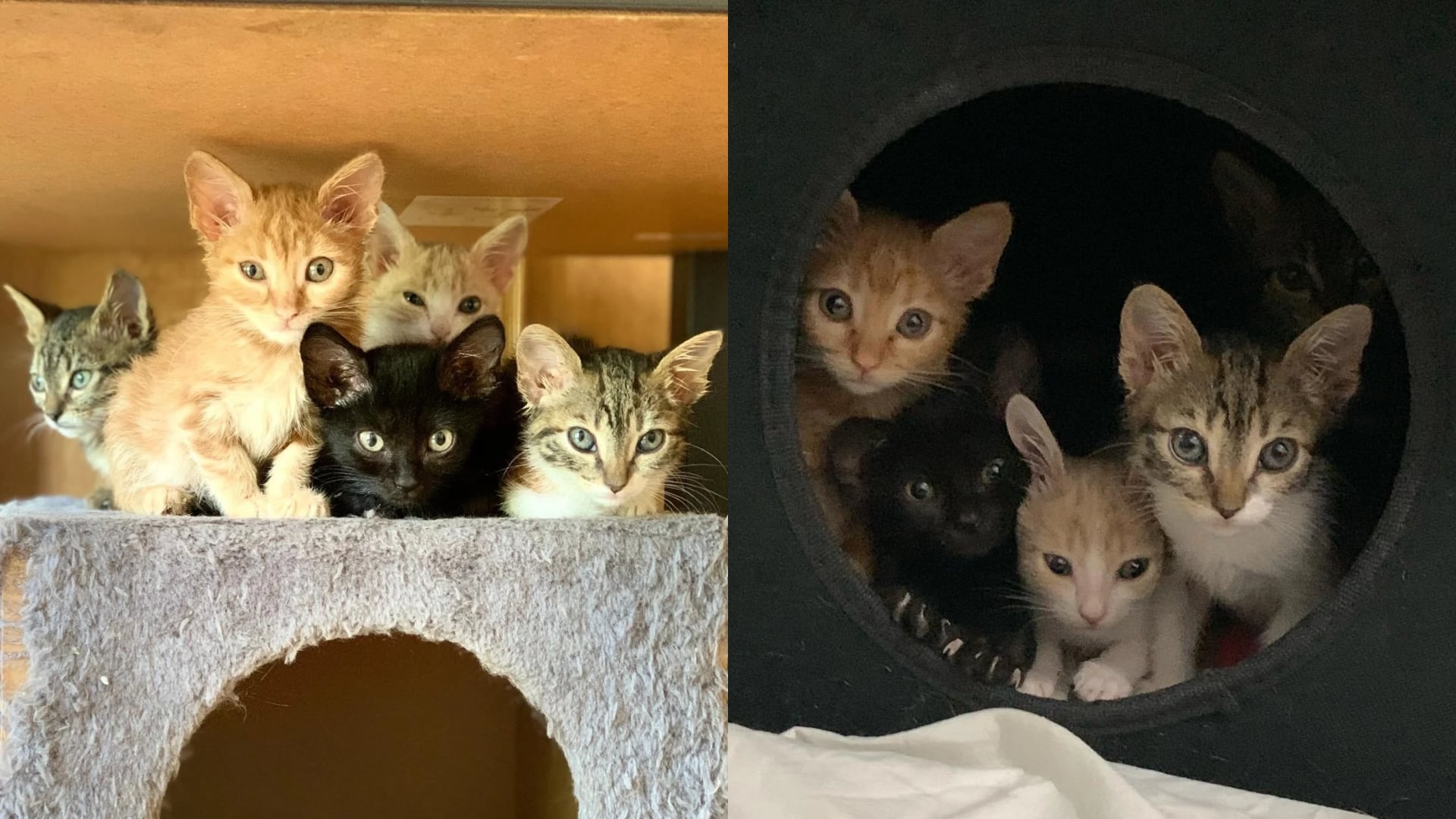 La dura realidad de una asociación de Leganés con más de 70 gatos en una colonia y sin casas de acogida: “La falta de apoyo te acaba quemando”