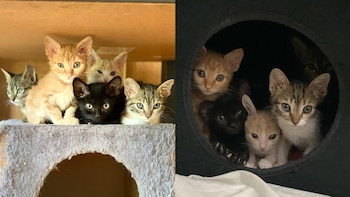 La dura realidad de una asociación de Leganés con más de 70 gatos en una colonia y sin casas de acogida: “La falta de apoyo te acaba quemando”