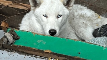 Insólito: allanaron a una dealer paraguaya en Florencio Varela y le encontraron un lobo blanco