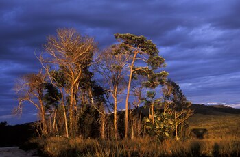 Gran Sabana de Venezuela (Shutterstock)