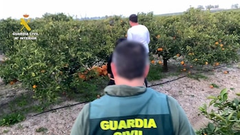 Detenidas tres personas tras ser sorprendidas "in fraganti" robando 2.000 kilos de naranja en Olivares