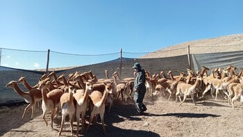 Jatucachi. Puno. Comunidad indígena originaria