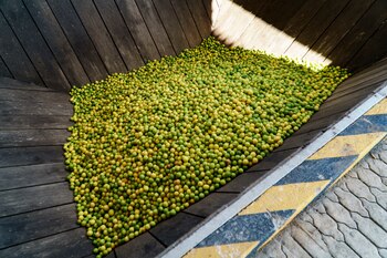 Foto:
Infobae México