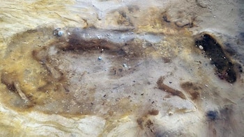 Restos de un caballo encontrados