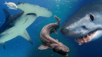 La diversidad de tiburones raros