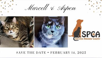 Marcell y Aspen se casaron