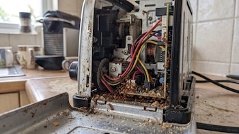 Hormiga loca: la plaga que invade electrodomésticos y causa cortocircuitos en casas