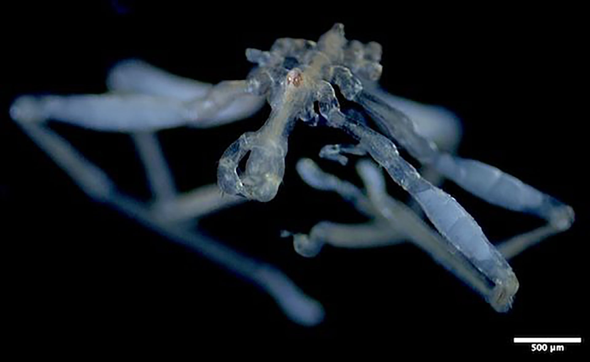 La especie Callipallene pilosuspedes posee ojos rojos, espinas largas en las patas y una boca de tres labios