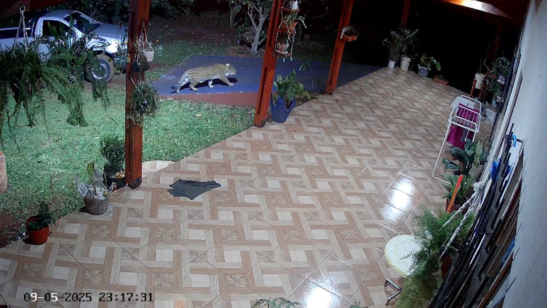En septiembre de 2025 las cámaras de seguridad de una casa ubicada en Puerto Iguazú registraron a Pará merodeando por el jardín de una casa de familia (Foto/Captura)