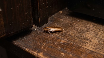 Una cucaracha de color marrón sobre una superficie de madera oscura.