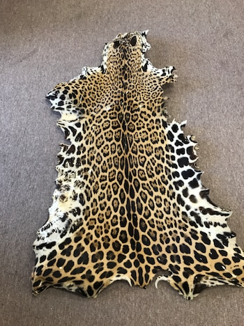 Primer plano de una piel de jaguar extendida sobre una superficie grisácea, mostrando su patrón de rosetas negras y marrones sobre fondo dorado