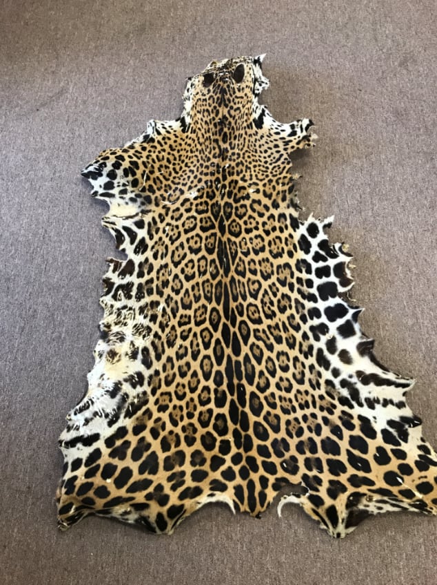 Una piel de jaguar con su patrón de rosetas distintivo y tonos dorados y negros yace sobre una superficie, resaltando la belleza de una especie amenazada por la caza furtiva. En Panamá, operativos recientes bajo las operaciones Vida Silvestre y Guardianes 2026 descubrieron campamentos en las selvas de Coclé, Arraiján y Panamá Oeste con rifles y escopetas sin registro, junto con volúmenes de fauna descuartizada: venado cola blanca, ocelotes, con pieles y cráneos decomisados, saínos y conejos pintados.
(USFWS)