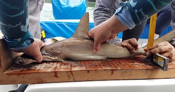 Tiburpn martillo. El tope de