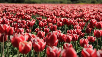 Los Campos de Tulipanes (Crédito: