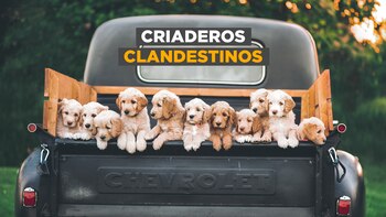 Criaderos de perros clandestinos: la
