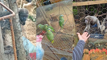 Denuncian cautiverio ilegal de fauna en Florencia, Caquetá: “Los mantienen en condiciones de absoluto hacinamiento y cautiverio”