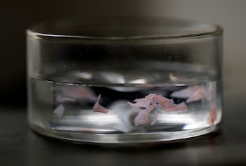 Investigadores del Centro RIKEN y de la Universidad de Tokio crean un plástico que no genera residuos ni microplásticos en los océanos (Reuters)