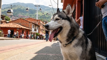 Primer plano de un husky siberiano gris y blanco jadeando con la lengua fuera, con saliva goteando. Al fondo, una calle urbana con edificios, personas y teleféricos en la montaña.