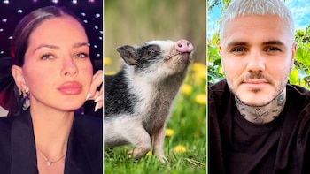 El verdadero significado de acariciar un cerdo en Japón, la actividad que hicieron la China Suárez y Mauro Icardi