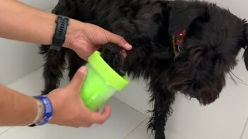 Los "dientes" limpiadores deben de