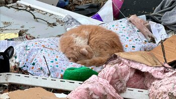 Sandy se encontraba sola dentro